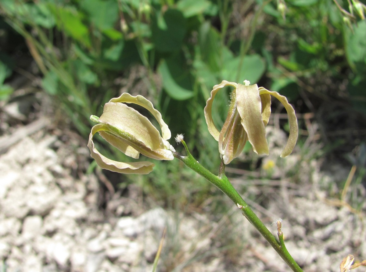 Изображение особи Matthiola daghestanica.