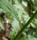 Erysimum aureum. Часть побега с основанием листа. Украина, Днепропетровская обл., балка в верховьях р. Самоткань. 23.05.2010.