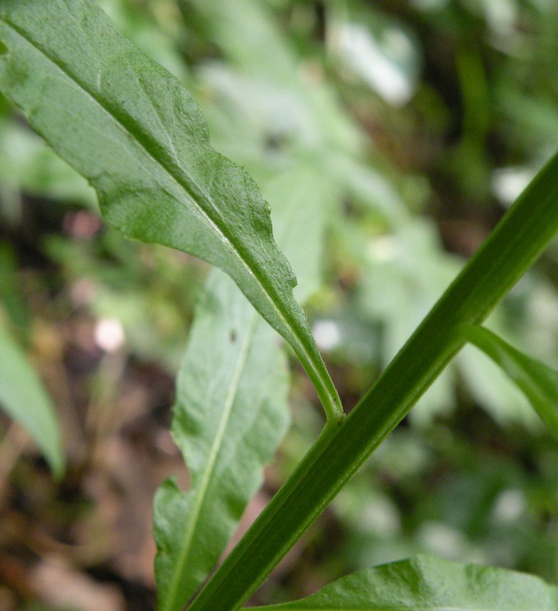 Изображение особи Erysimum aureum.