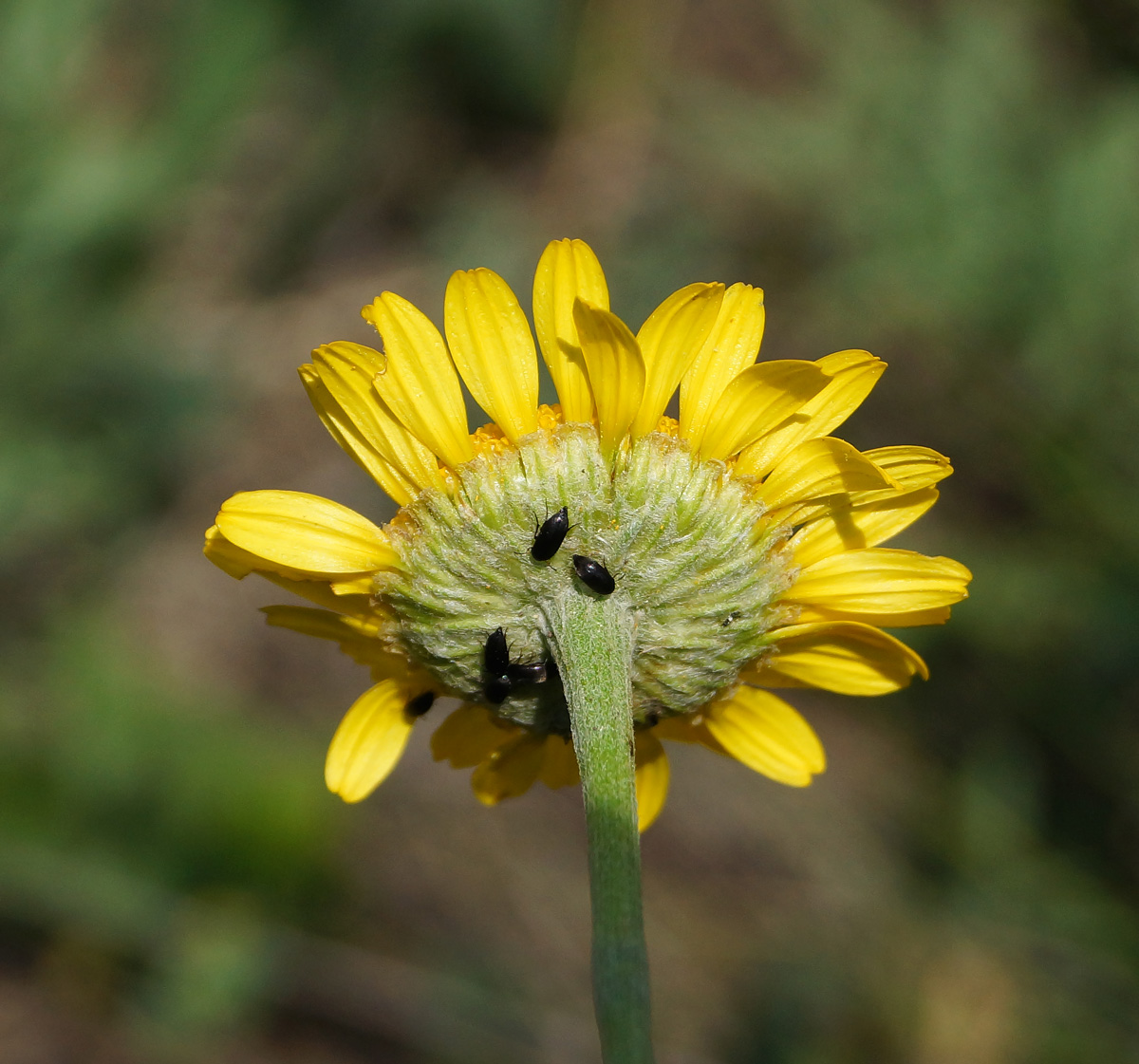 Изображение особи Anthemis tinctoria.