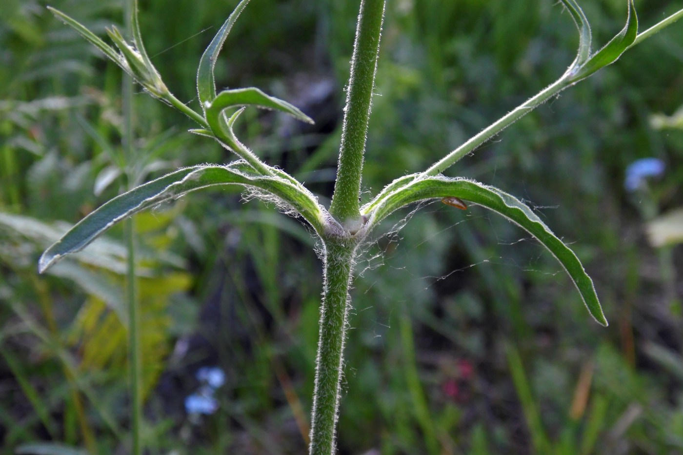 Image of Silene italica specimen.