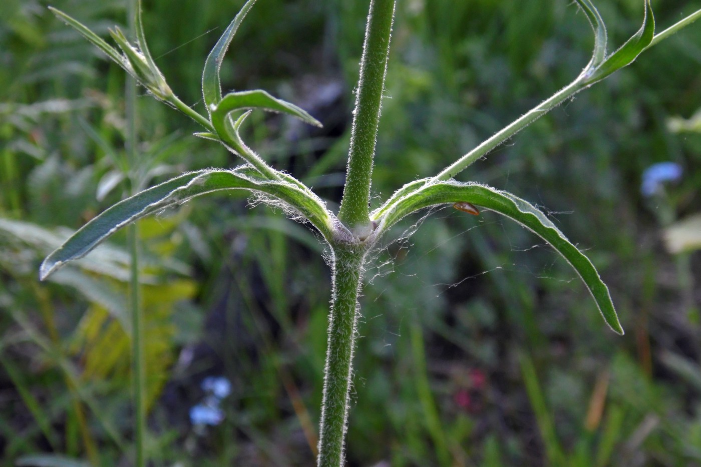 Изображение особи Silene italica.