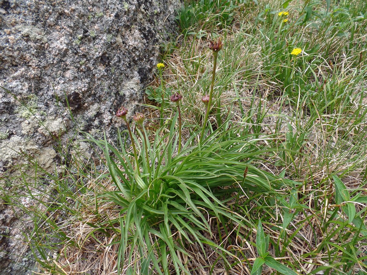 Изображение особи Scorzonera radiata.