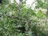 Cotoneaster alaunicus