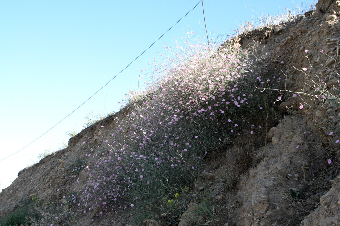 Изображение особи Convolvulus subhirsutus.