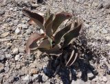 Limonium scoparium