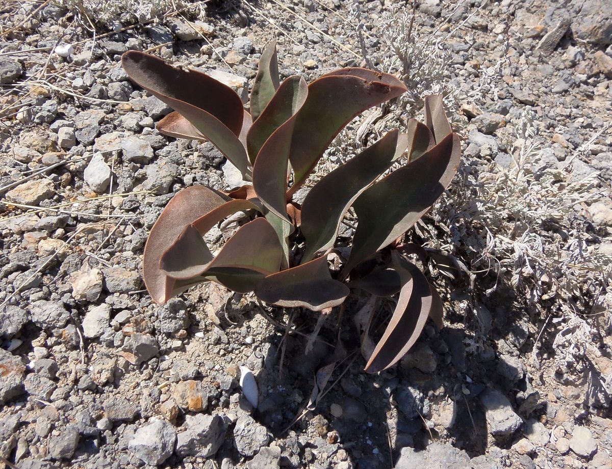 Изображение особи Limonium scoparium.