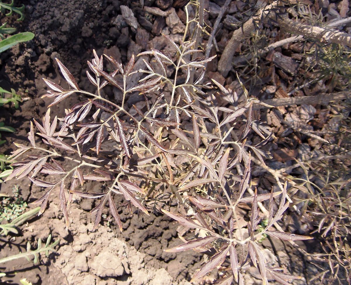 Image of Sambucus nigra f. laciniata specimen.