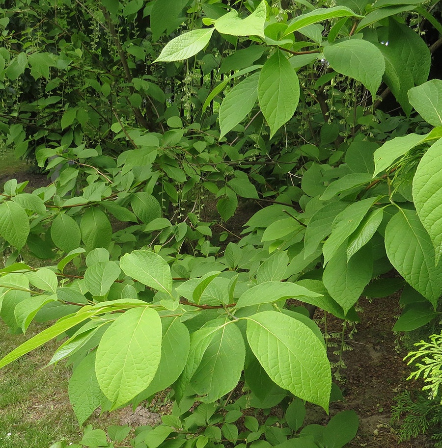 Изображение особи Pterostyrax hispidus.