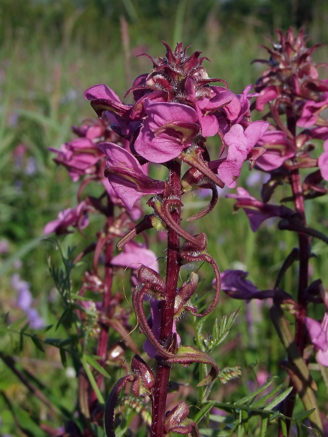 Image of Pedicularis resupinata specimen.