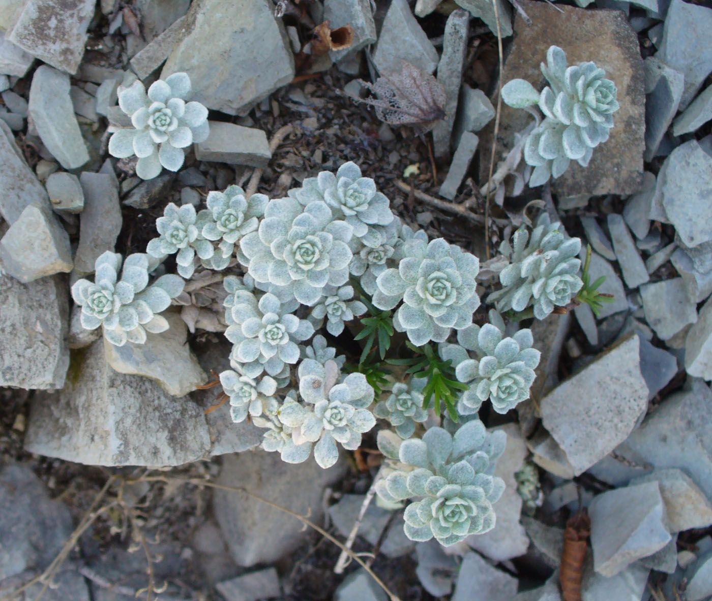 Image of Odontarrhena obtusifolia specimen.