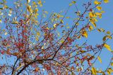 Malus baccata