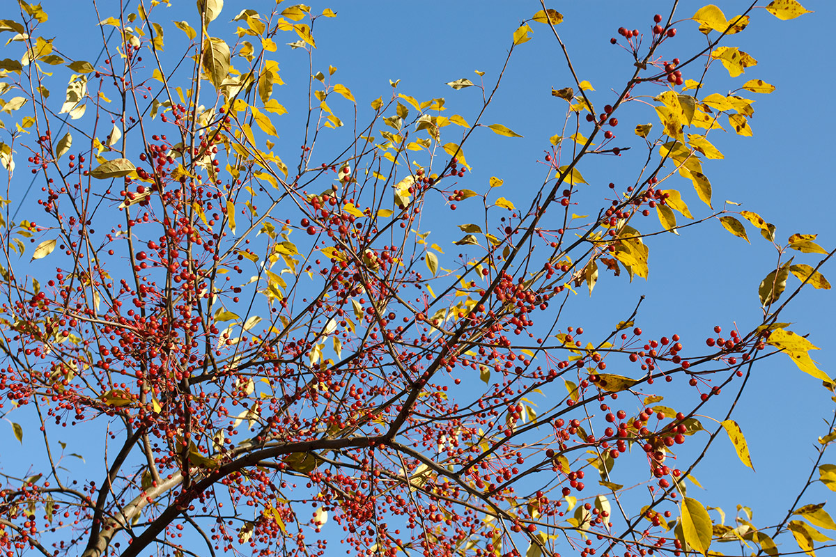 Изображение особи Malus baccata.