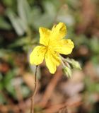 genus Helianthemum. Цветок. Грузия, Боржоми-Харагаульский национальный парк, маршрут №10, ≈ 1300 м н.у.м, вершина отрога, луг в смешанном лесу. 08.10.2018.