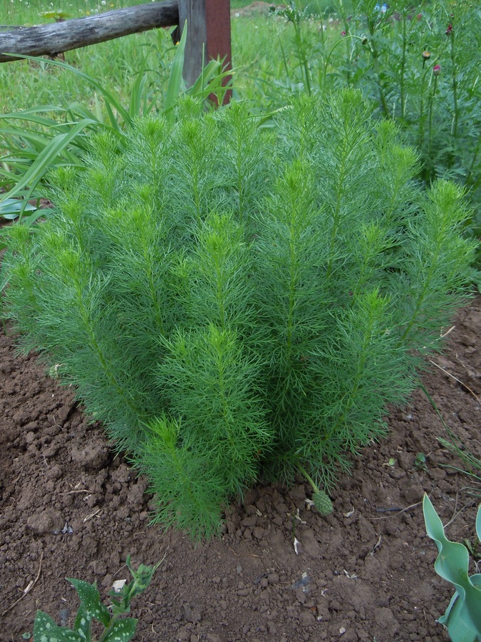 Image of Adonis vernalis specimen.