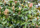 Magnolia grandiflora. Верхушки побегов с плодами. Крым, Южный Берег, г. Ялта, площадь у подножия памятника Ленину. 18.09.2018.