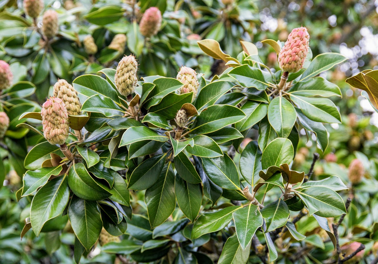 Image of Magnolia grandiflora specimen.