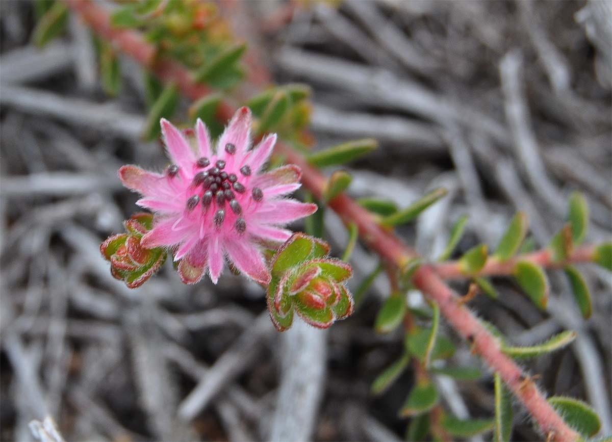 Image of Diastella divaricata specimen.