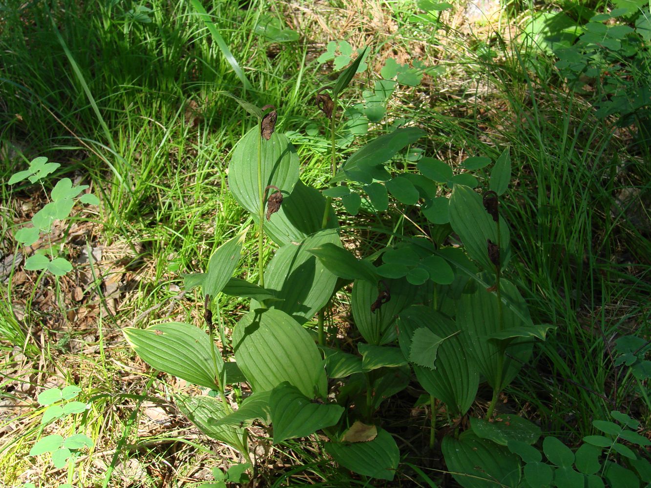 Image of Cypripedium calceolus specimen.