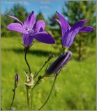 Campanula patula. Соцветие. Нижегородская область, окрестности г. Шумерля, пойма р. Сура, оз. Холодное. 11 июня 2008 г.