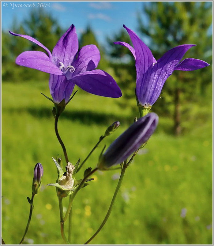 Изображение особи Campanula patula.