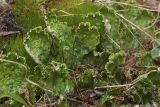 Peltigera aphthosa. Часть таллома с цефалодиями. Республика Алтай, Кош-Агачский р-н, Северо-Чуйский хребет, долина р. Актру, поросшая лиственицей нижняя часть каменистого склона. 14.08.2018.