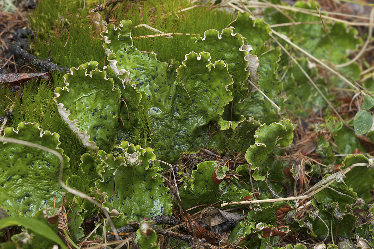 Изображение особи Peltigera aphthosa.