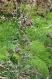 Trachelanthus korolkowii