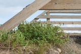 Astragalus subpolaris. Плодоносящее растение. Финляндия, муниципалитет Савонлинна, окр. туркомплекса Харьюн Портти, берег оз. Пихляавеси, дамба на о-в Хаатансаари, обочина дороги у моста. 05.08.2018.