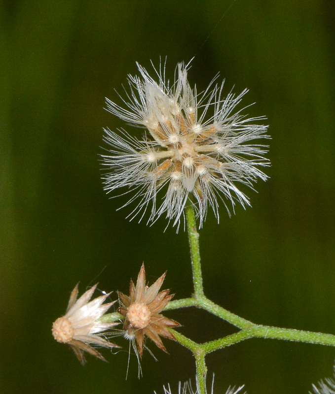 Image of Cyanthillium cinereum specimen.