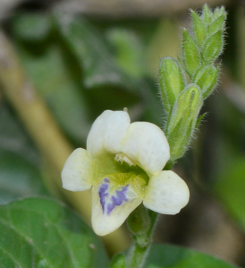 Image of Asystasia gangetica specimen.