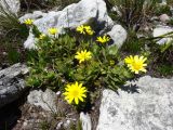 Osteospermum ilicifolium