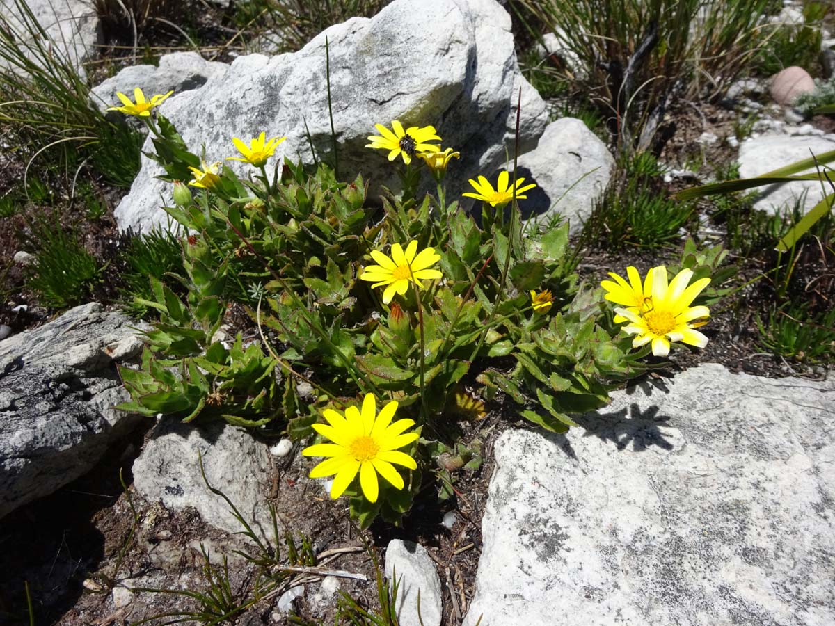 Image of Osteospermum ilicifolium specimen.