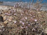 Limonium virgatum
