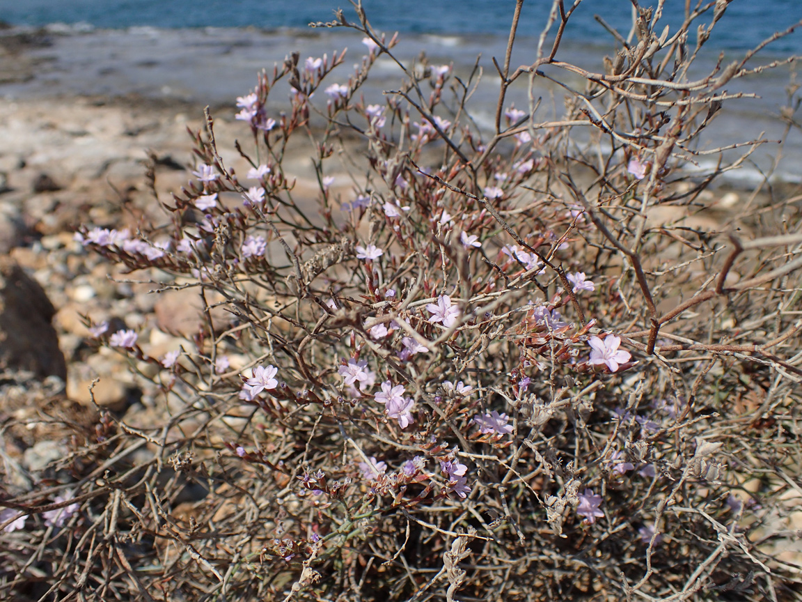 Image of Limonium virgatum specimen.