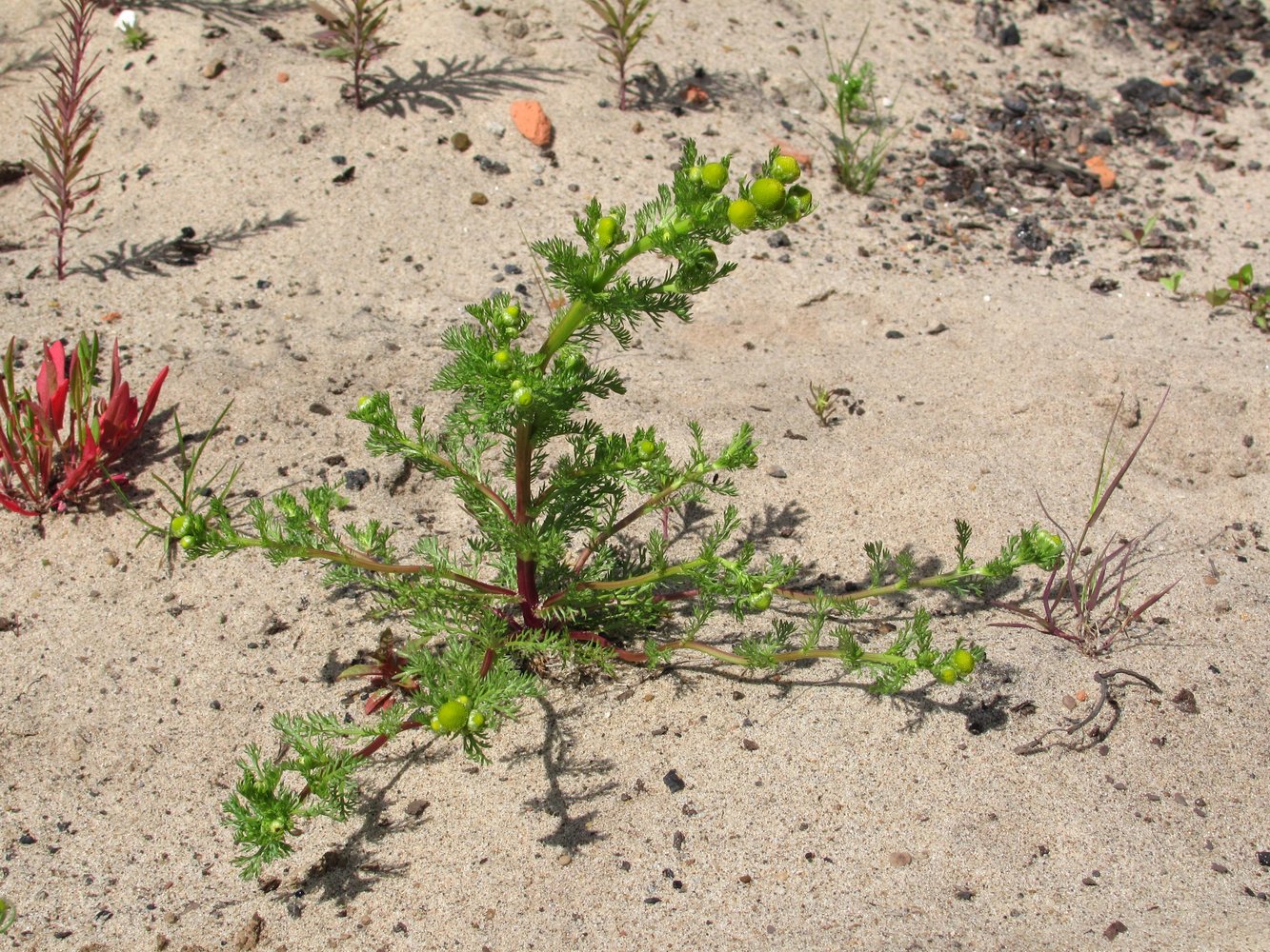 Image of Matricaria discoidea specimen.