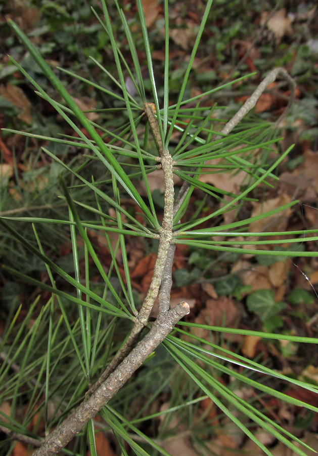 Изображение особи Pinus bungeana.