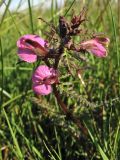 Pedicularis palustris. Верхушка цветущего растения. Нидерланды, провинция Drenthe, национальный парк Drentsche Aa, заболоченный луг в пойме реки Drentsche Aa. 12 мая 2009 г.