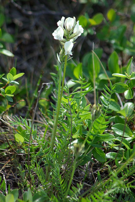 Image of Oxytropis leucantha ssp. subarctica specimen.