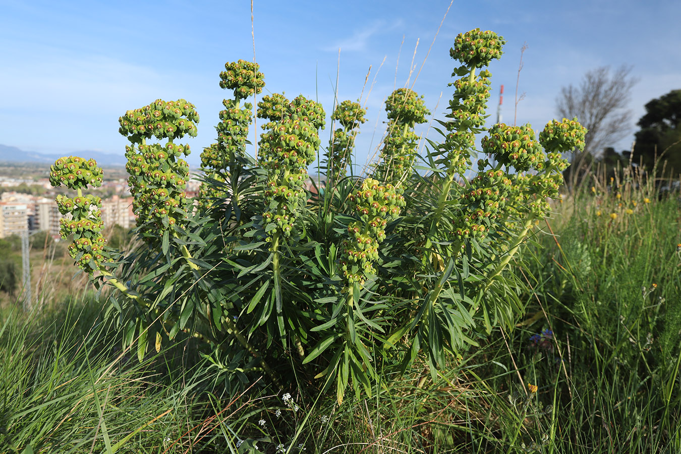 Изображение особи Euphorbia characias.