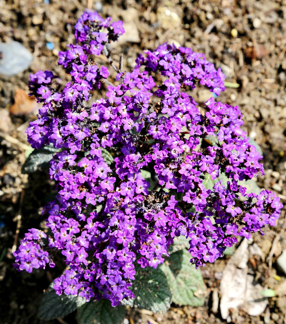 Изображение особи Heliotropium arborescens.