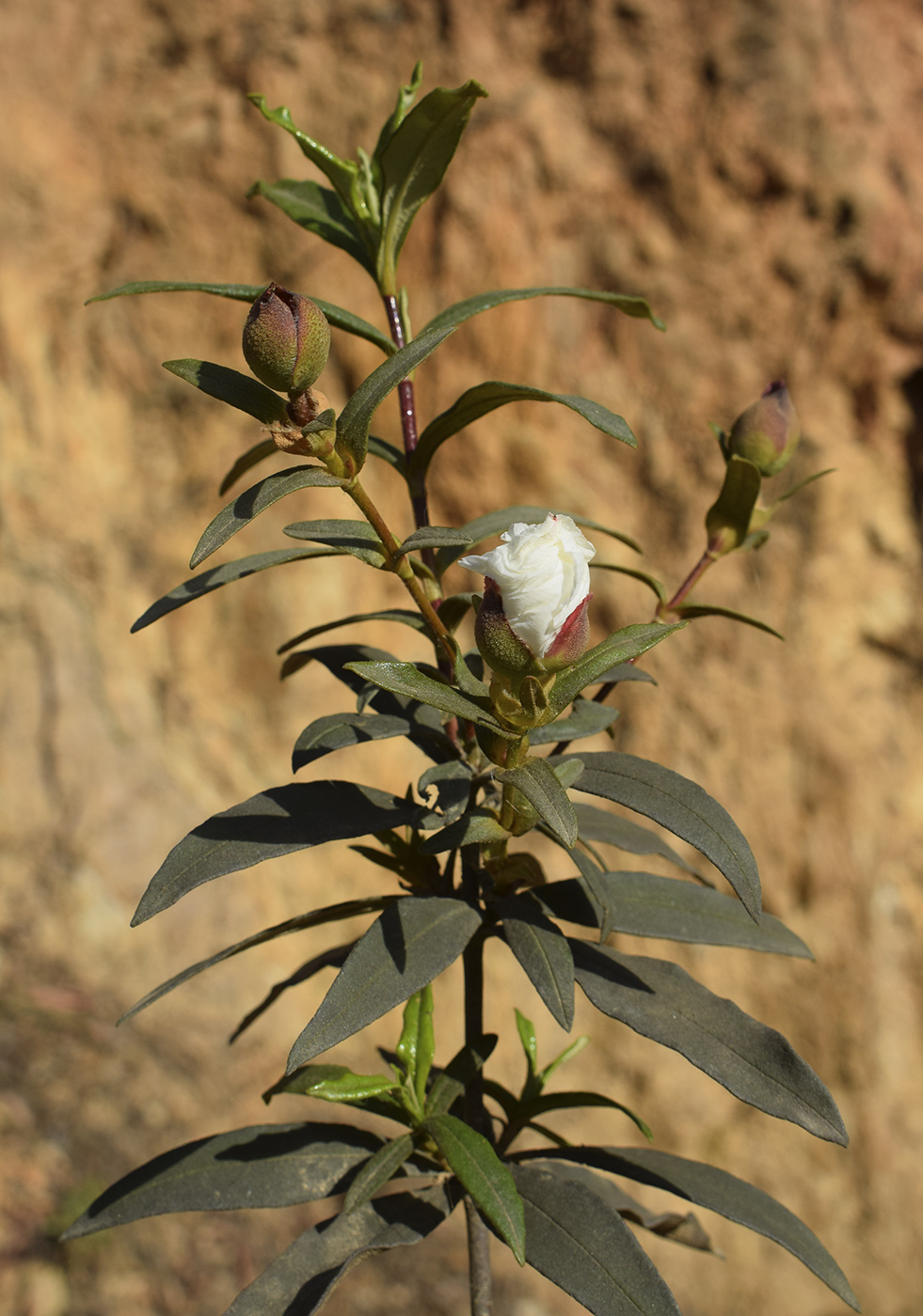Image of Cistus ladanifer specimen.