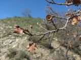 Quercus pubescens. Верхушка ветви с просыпающимися почками и прошлогодними плодами и листьями. Дагестан, окр. с. Талги, каменистый склон. 22.04.2019.