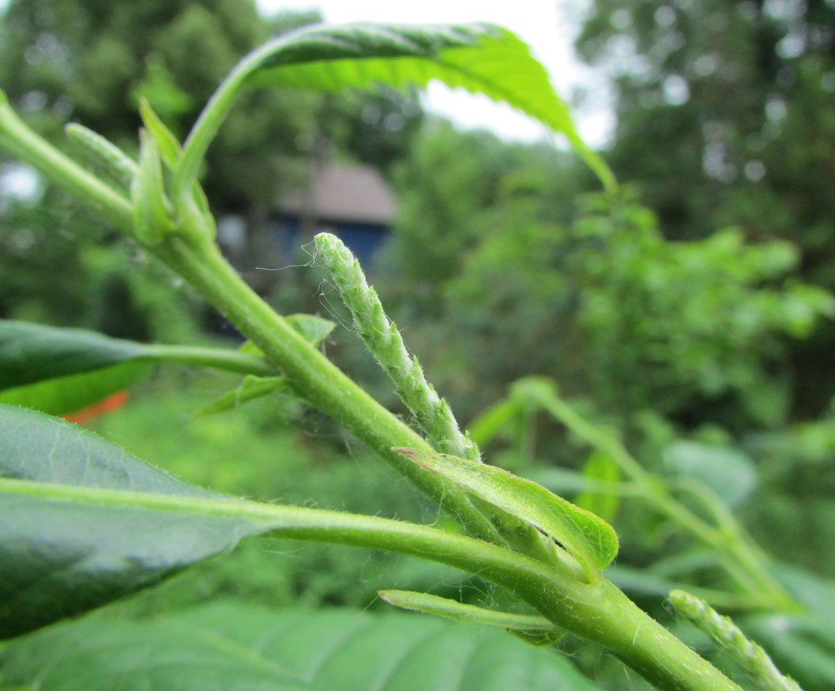 Изображение особи Castanea mollissima.