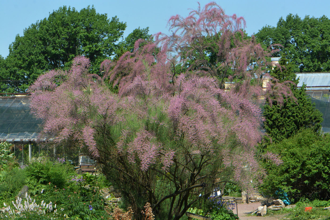 Image of Tamarix ramosissima specimen.