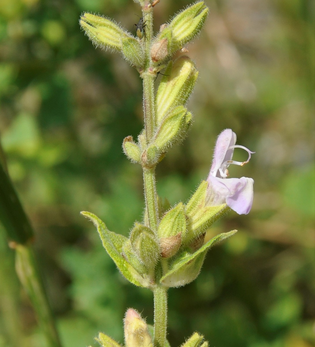 Изображение особи Salvia willeana.