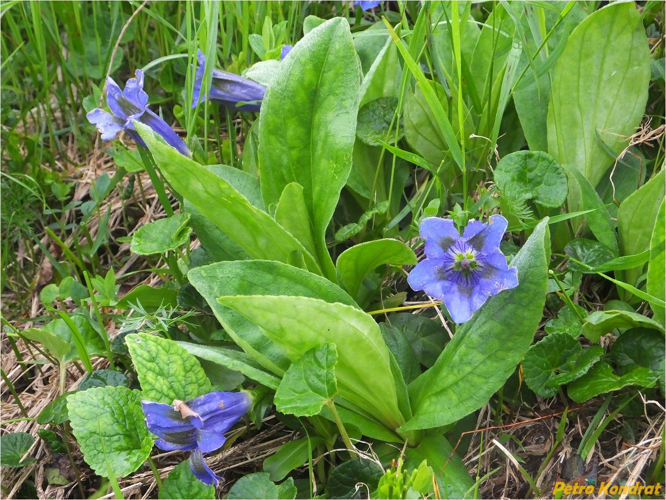 Image of Gentiana acaulis specimen.