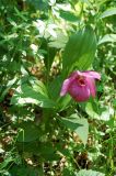 Cypripedium macranthos. Цветущее растение в сосново-берёзовом лесу на горном склоне. Республика Алтай, Чемальский р-н, Чемал-Элекмонарский водораздел, северный макросклон на высоте около 600 м н.у.м. 20.06.2010.