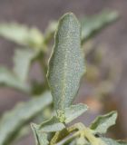 Atriplex semilunaris