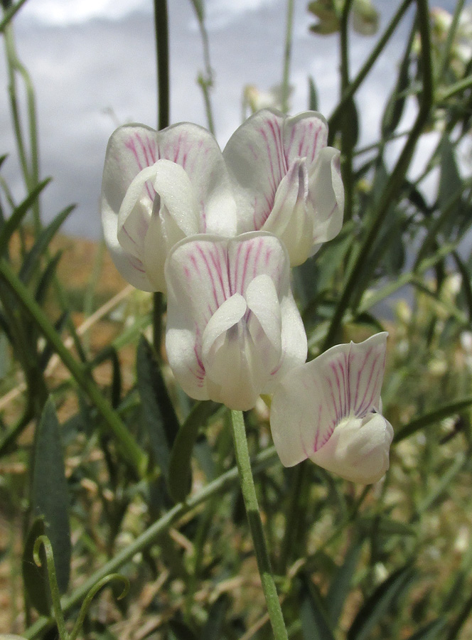 Image of Vicia costata specimen.